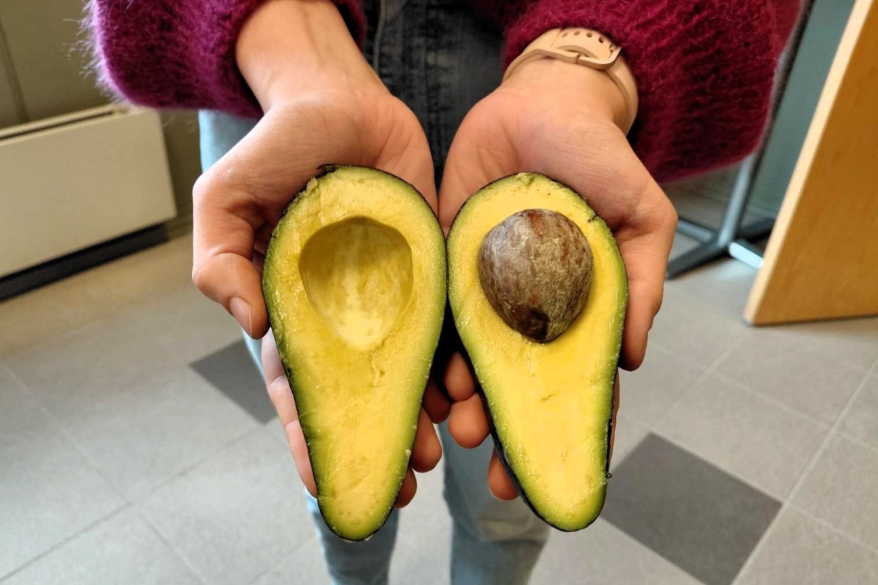 【avocado先生】 8f17b47b-17f7-48ab-aeeb-